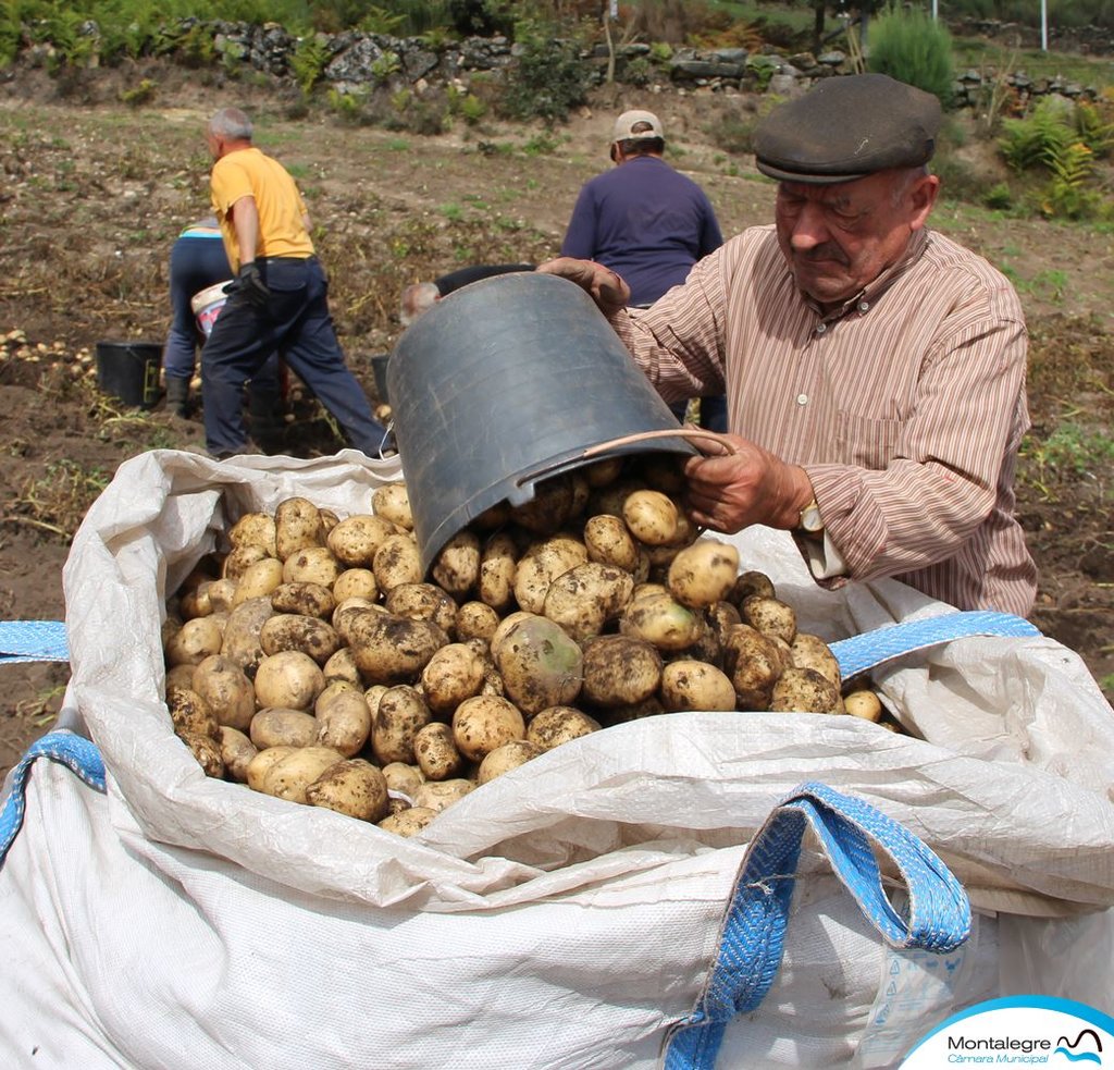 Lamachã | Arranque das batatas